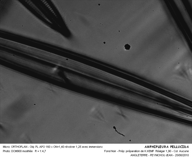 Amphipleura pellucida (Kützing) Kützing #17835