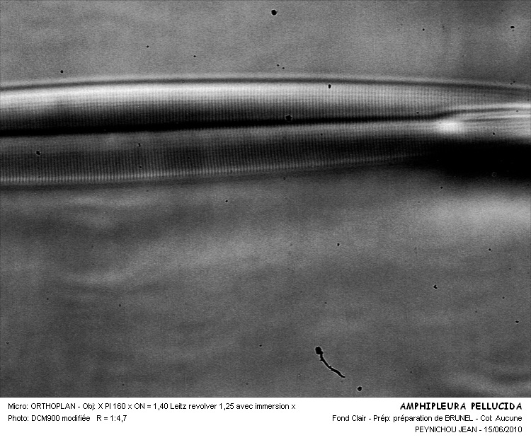 Amphipleura pellucida (Kützing) Kützing #16554