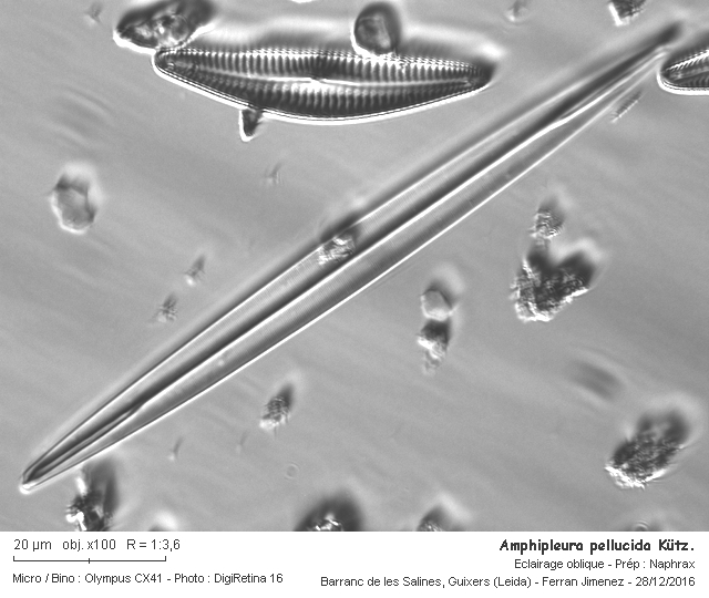 Amphipleura pellucida Kütz. #48186