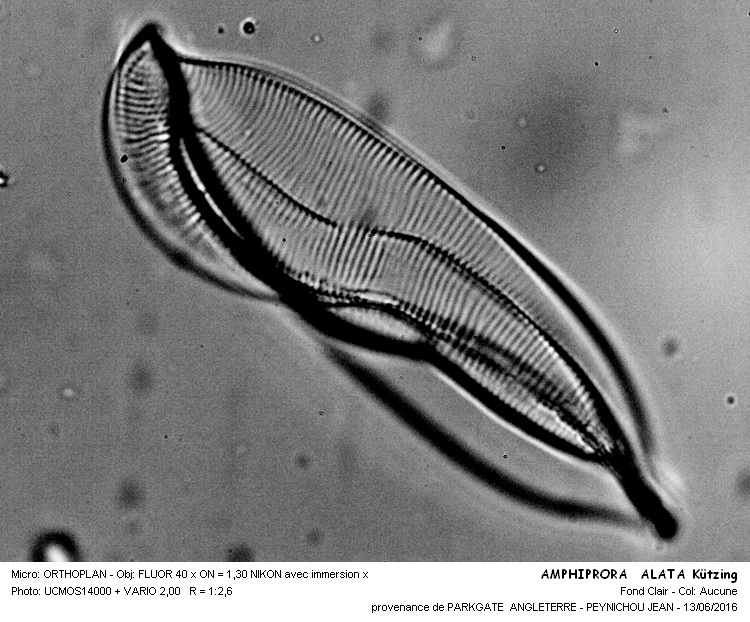 AMPHIPRORA ALATA Kützing #45688