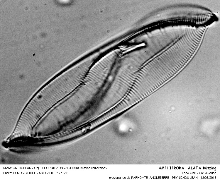 AMPHIPRORA ALATA Kützing #45689