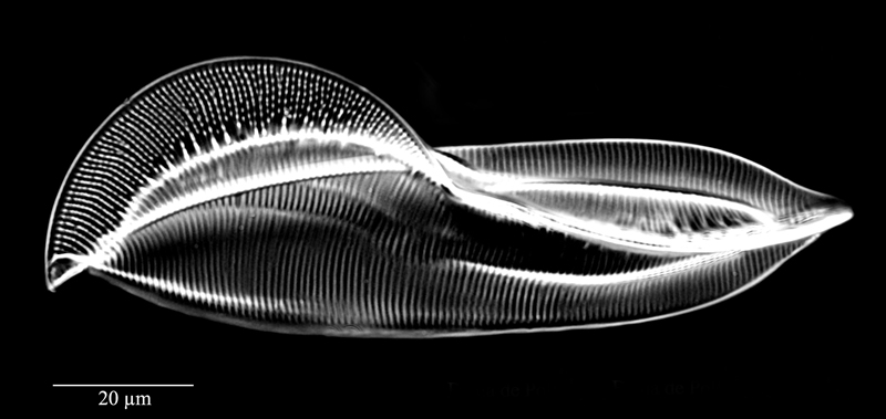 Amphiprora alata #73565