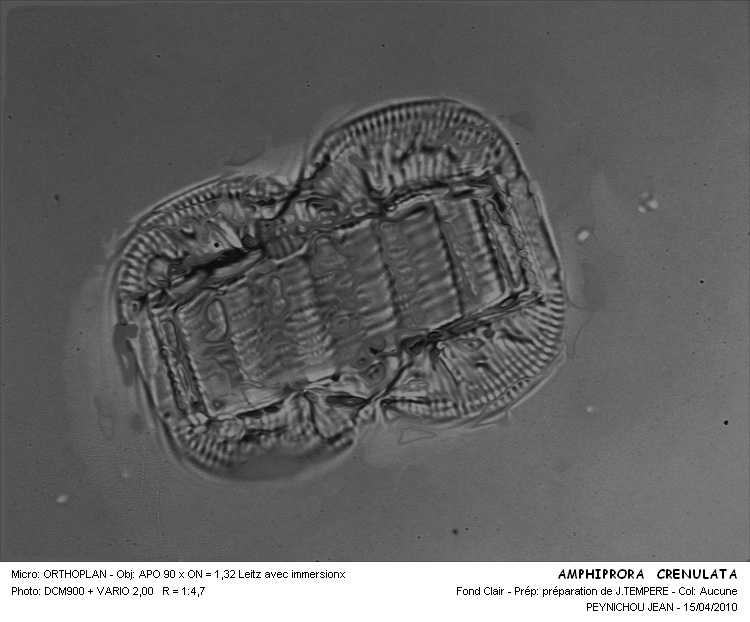 AMPHIPRORA CRENULATA #32301