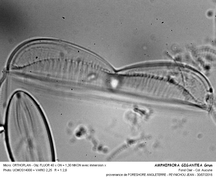 AMPHIPRORA GIGANTEA Grun #46324