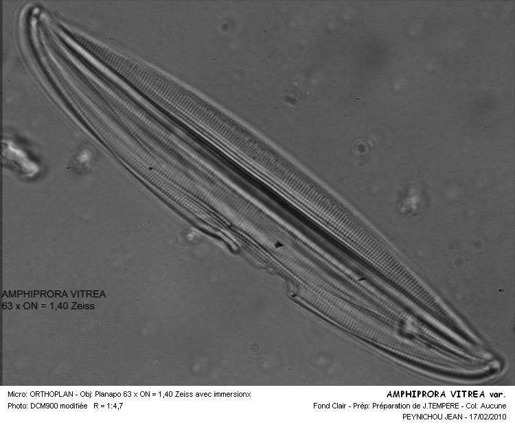 AMPHIPRORA VITREA #32300