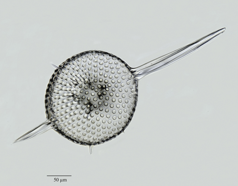 Amphisphaera cf. uranus Haeckel #44733