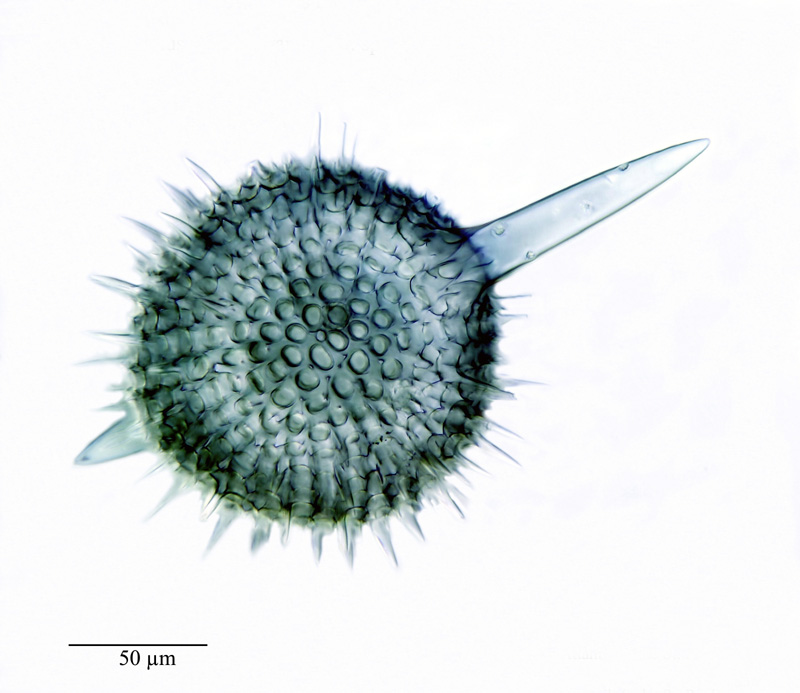 Amphistylus solaris Brandt n.sp. #20995
