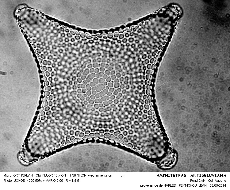AMPHITETRA ANTEDILUVIANA #37462