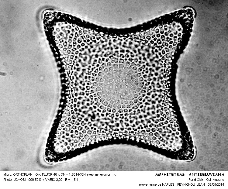 AMPHITETRA ANTEDILUVIANA #37463
