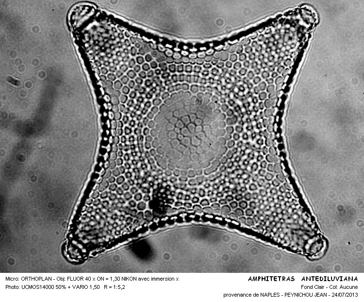 AMPHITETRAS ANTEDILUVIANA #32872