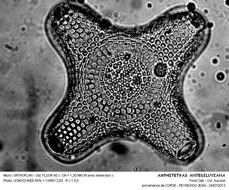 AMPHITETRAS ANTEDILUVIANA #32883
