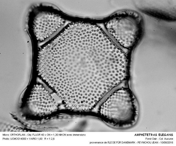 AMPHITETRAS elegans #46427