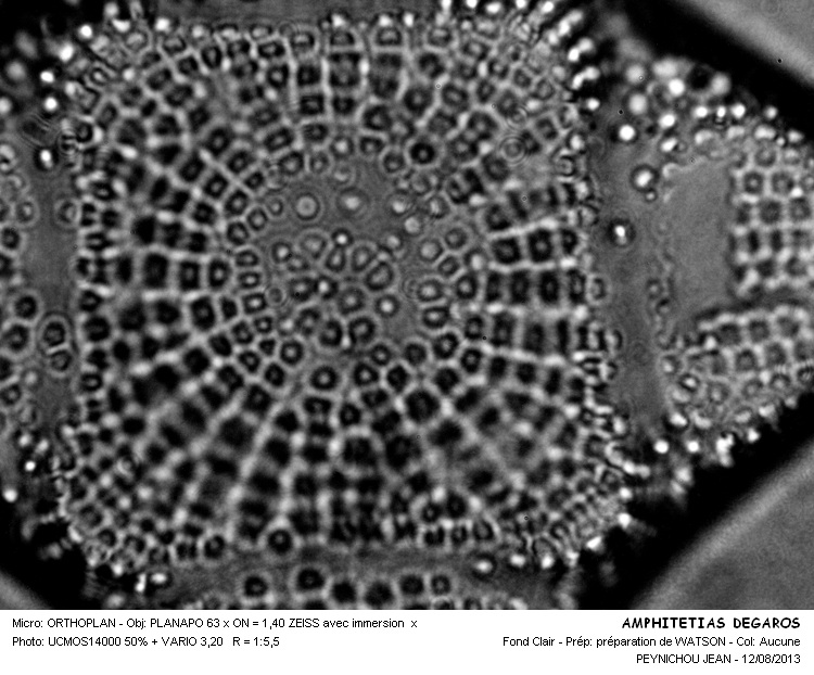 Amphitetras elegans #33282
