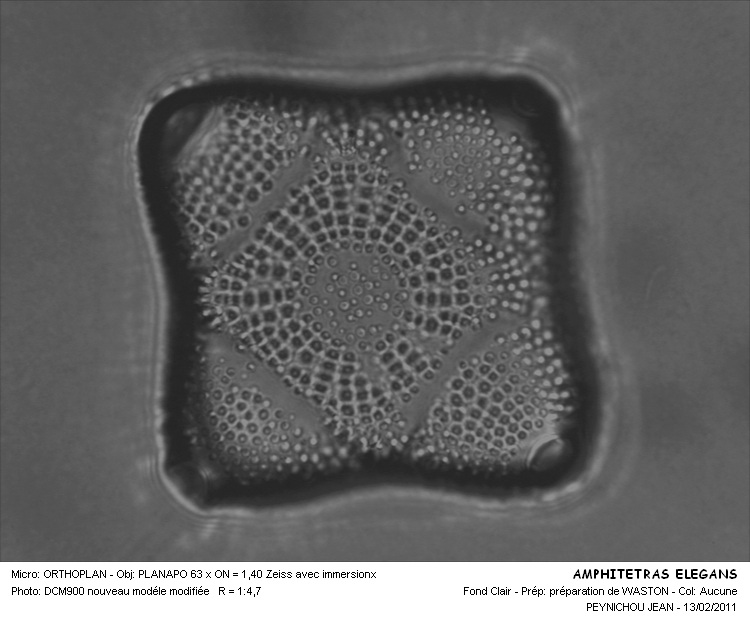 Amphitetras elegans Greville #20553