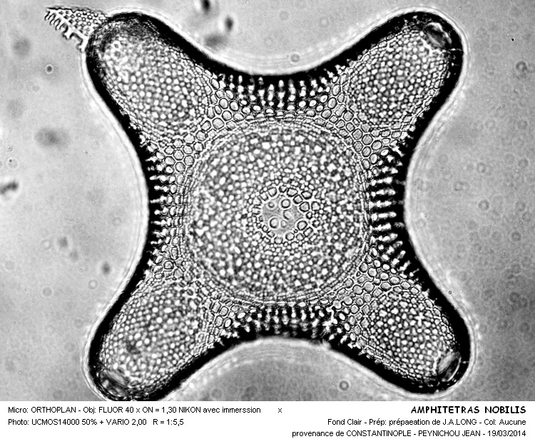 AMPHITETRAS NOBILIS #36822