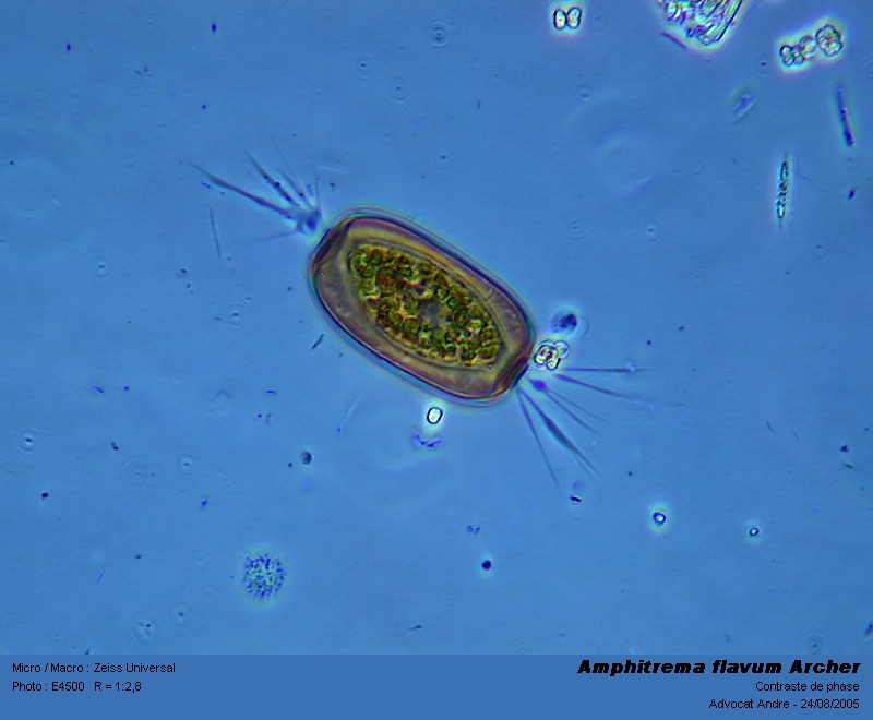 Amphitrema flavum Archer 1872 #3587