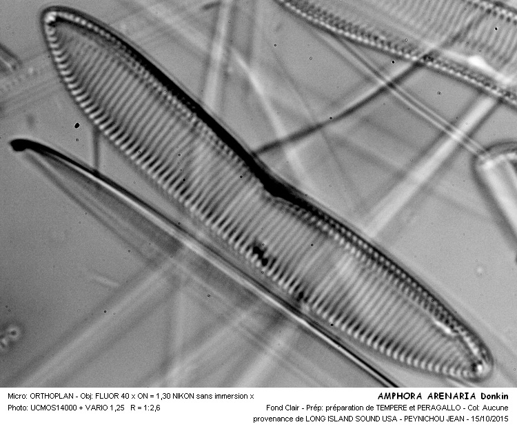 AMPHORA ARENARIA Donkin #42332