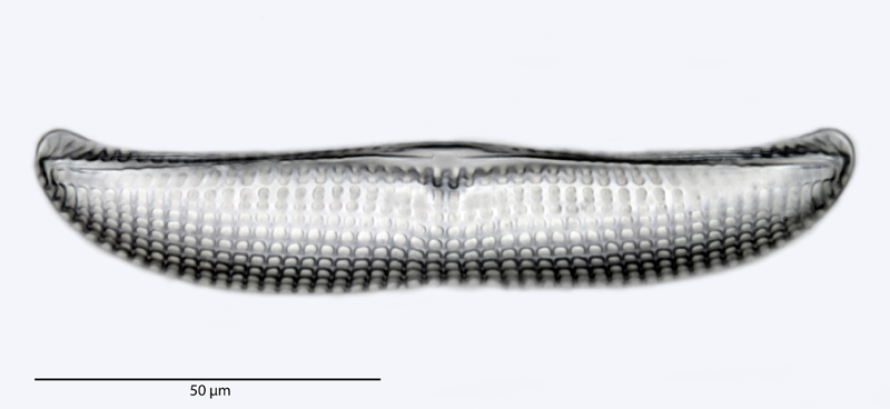 Amphora cingulata Cleve in Schmidt et al., 1875 #39243