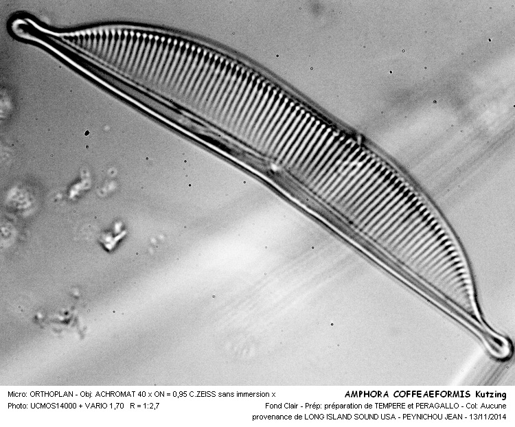 AMPHORA COFFEAEFORMIS Kutzing #39684