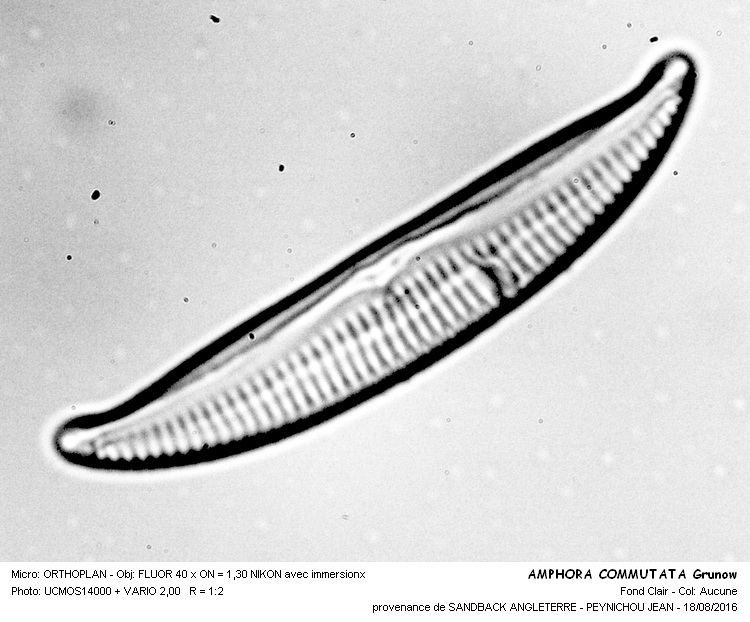 AMPHORA COMMUTATA Grunow #46519