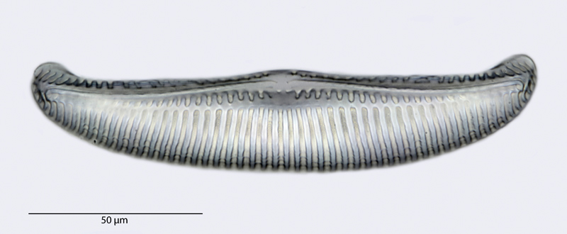 Amphora crassa Gregory, 1857 #39238