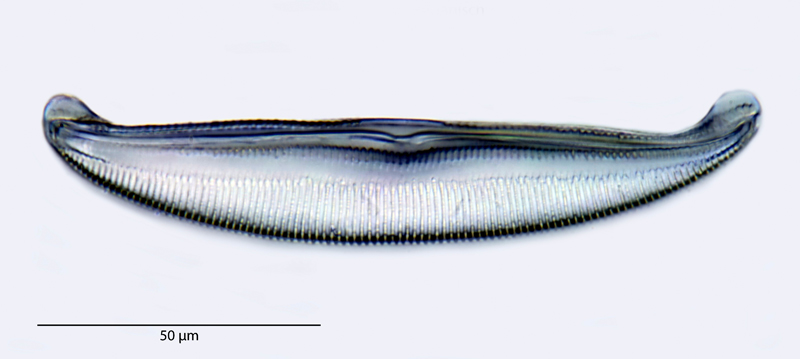Amphora gruendleri Grunow in Schmidt et al., 1875 #39234