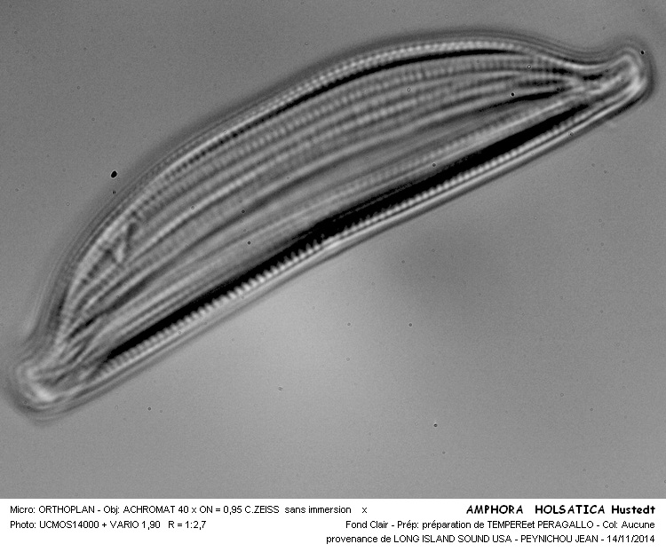 AMPHORA HOLSATICA Hustedt #39687