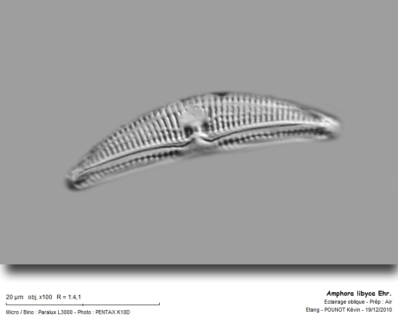 Amphora libyca Ehr. #19691