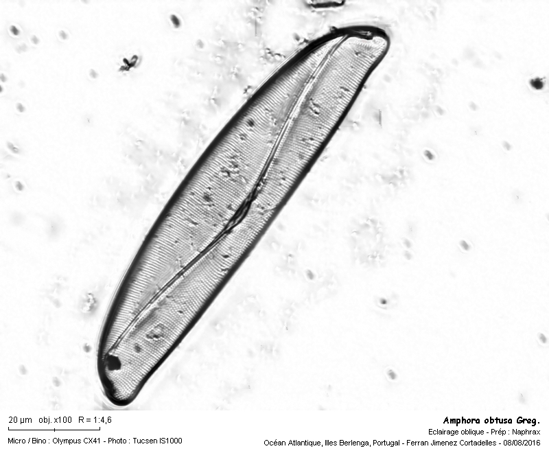 Amphora obtusa Greg. #47185