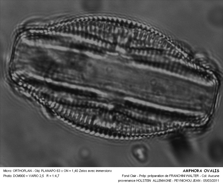 AMPHORA OVALIS #32305