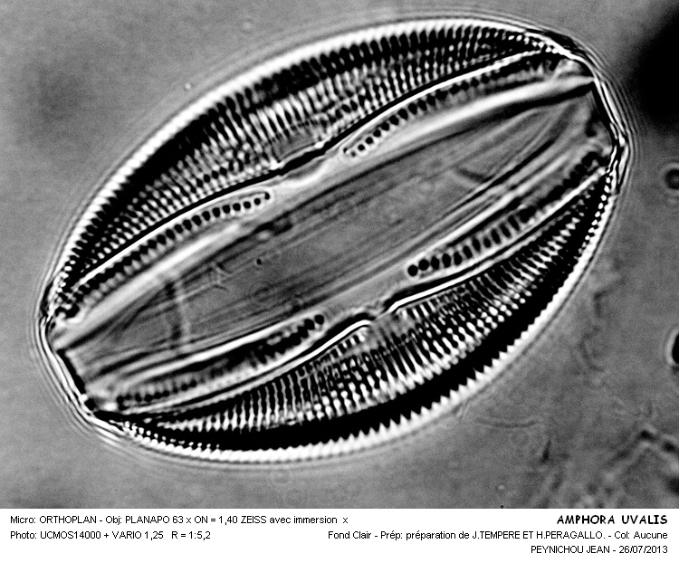AMPHORA OVALIS #32899