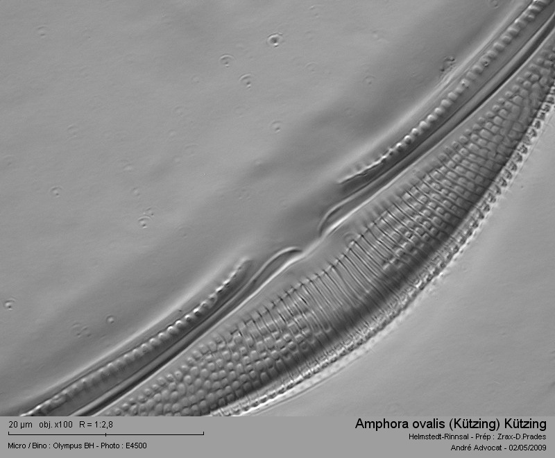 Amphora ovalis (Kützing) Kützing #17042