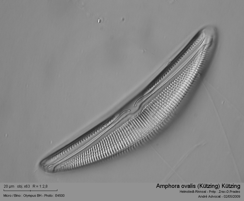 Amphora ovalis (Kützing) Kützing #17043