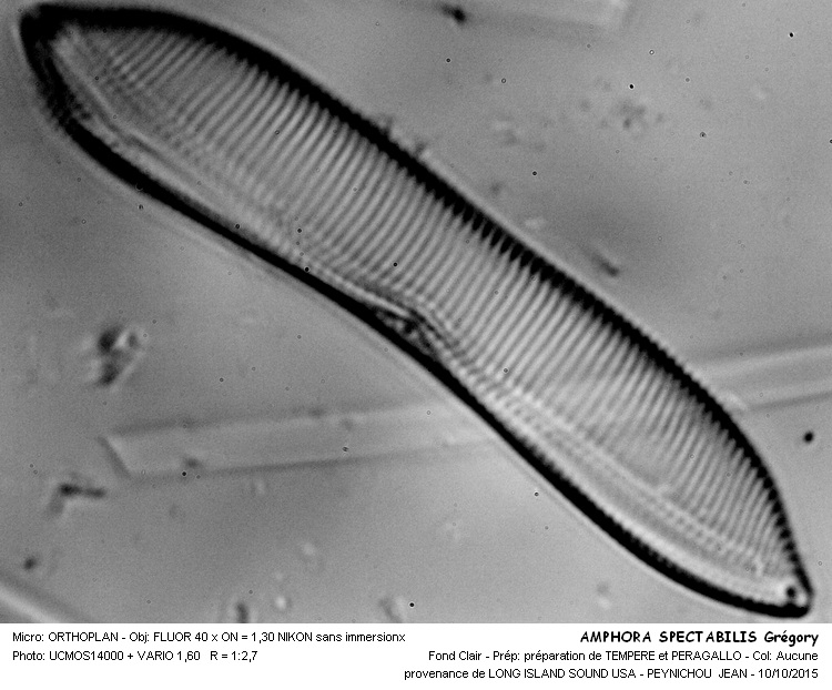 AMPHORA SPECTABILIS Grégory #42285