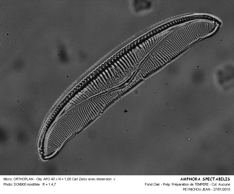 Amphora spectabilis Gregory #14293