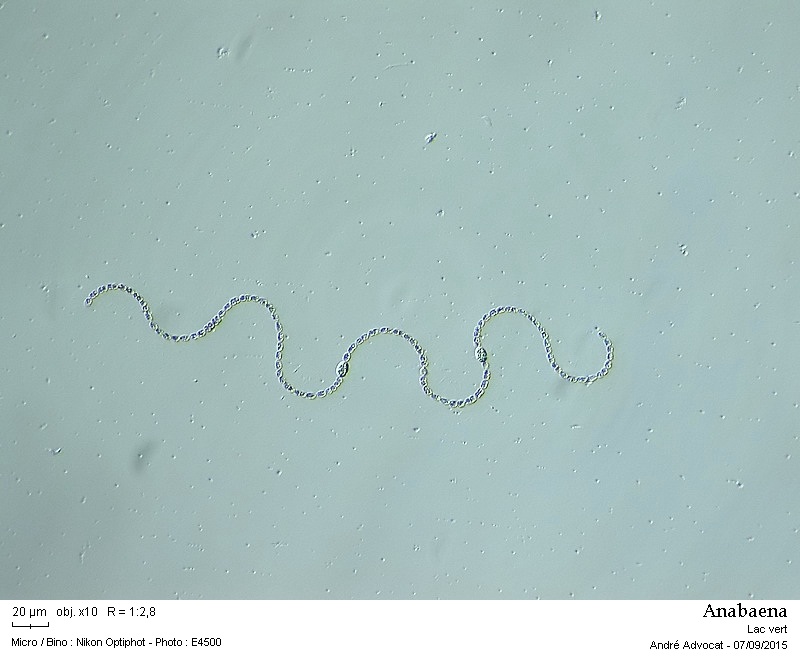 Anabaena sp.  -- ( dans les Vosges, lac vert ) #42128
