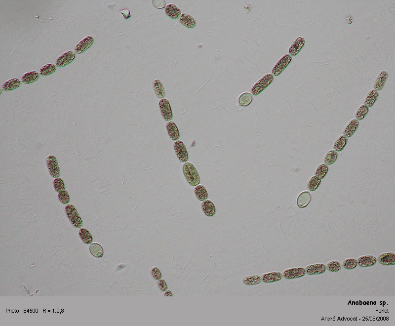 Anabaena sp. ( dans les Vosges, lac du Forlet ) #5230