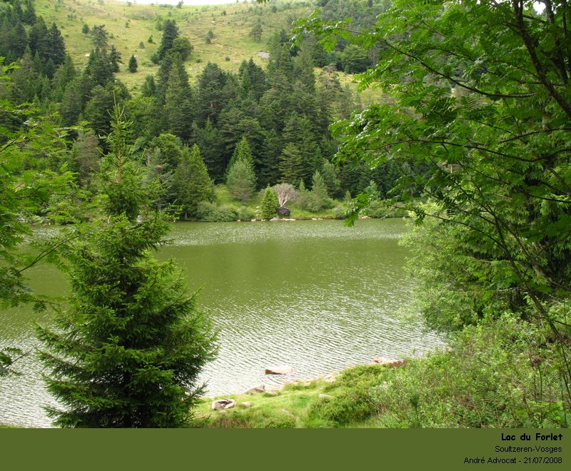 Anabaena sp. ( dans les Vosges, lac du Forlet ) #5228