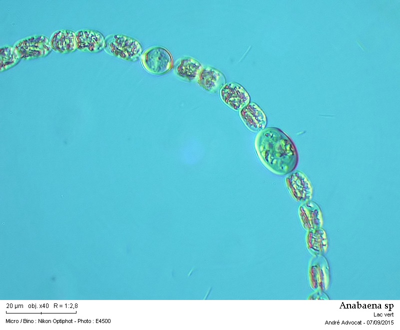 Anabaena sp.  -- ( dans les Vosges, lac vert ) #42126