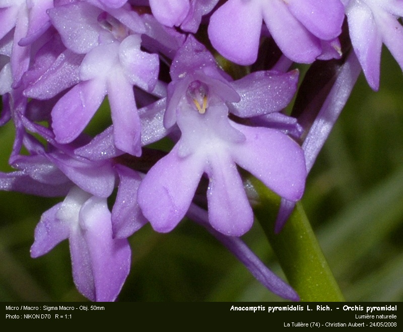 Anacamptis pyramidalis (L.) Rich. - Orchis pyramidal #4034
