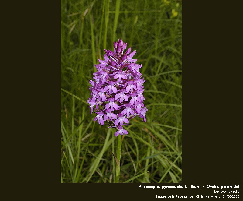 Anacamptis pyramidalis (L.) Rich. - Orchis pyramidal #4235