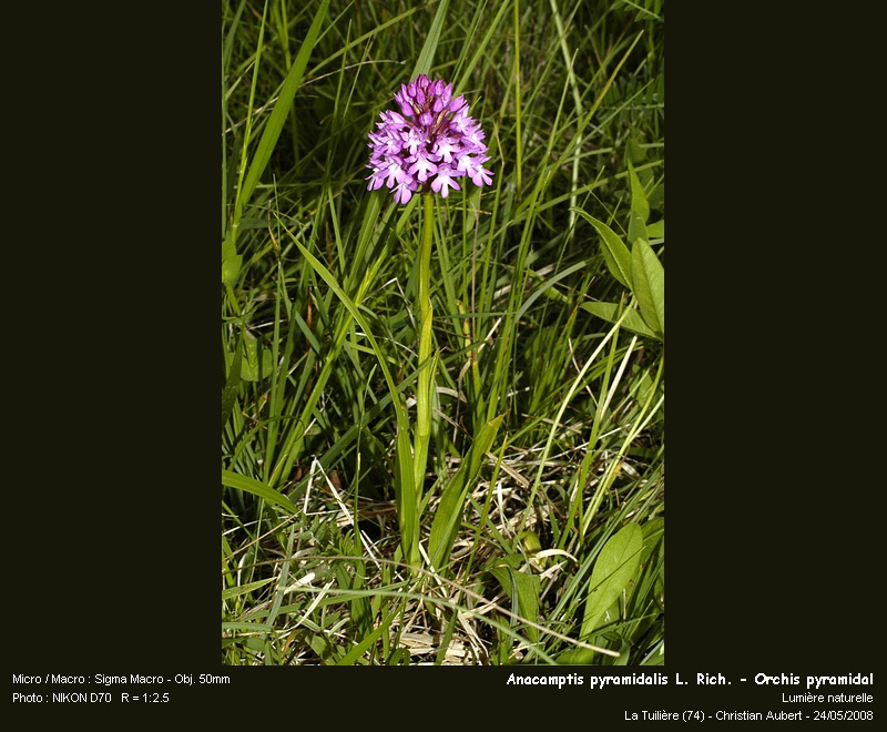Anacamptis pyramidalis (L.) Rich. - Orchis pyramidal #4032