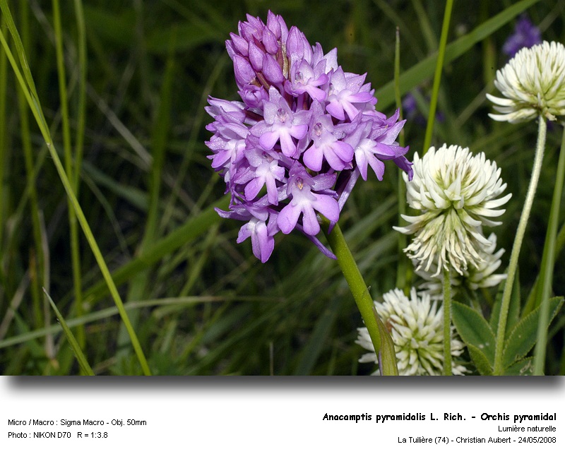 Anacamptis pyramidalis (L.) Rich. - Orchis pyramidal #4033