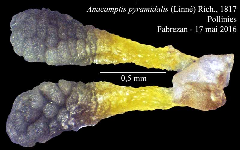 Anacamptis pyramidalis (Linné) Rich., 1817 #45268
