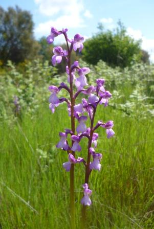 Anacamptis x gennarii #28775