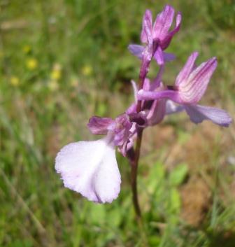 Anacamptis x gennarii #28778