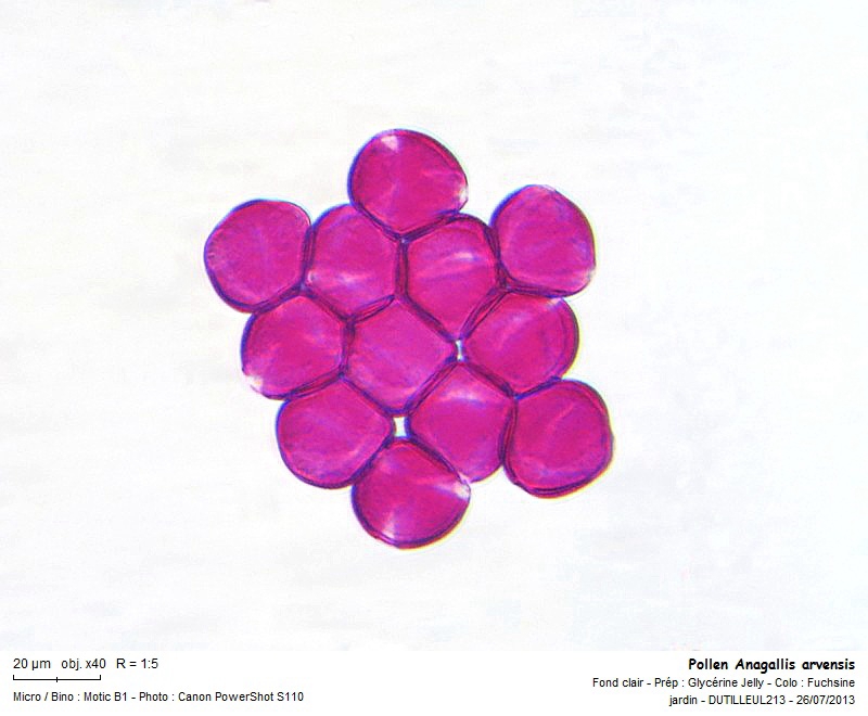 Anagallis arvensis  - Pollen #32903