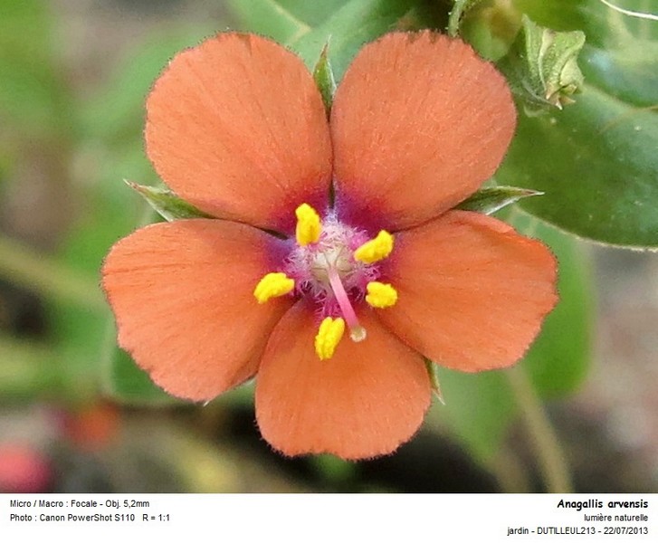 Anagallis arvensis  - Pollen #32904