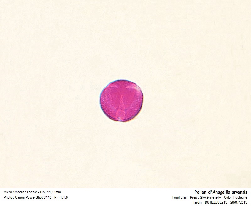 Anagallis arvensis  - Pollen #32901