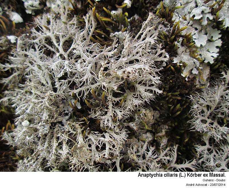 Anaptychia ciliaris (L.) Körber ex Massal. #38335